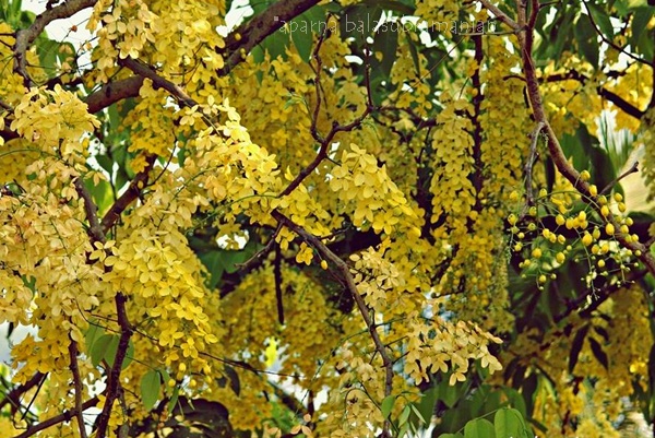 Kani Konna Flowers