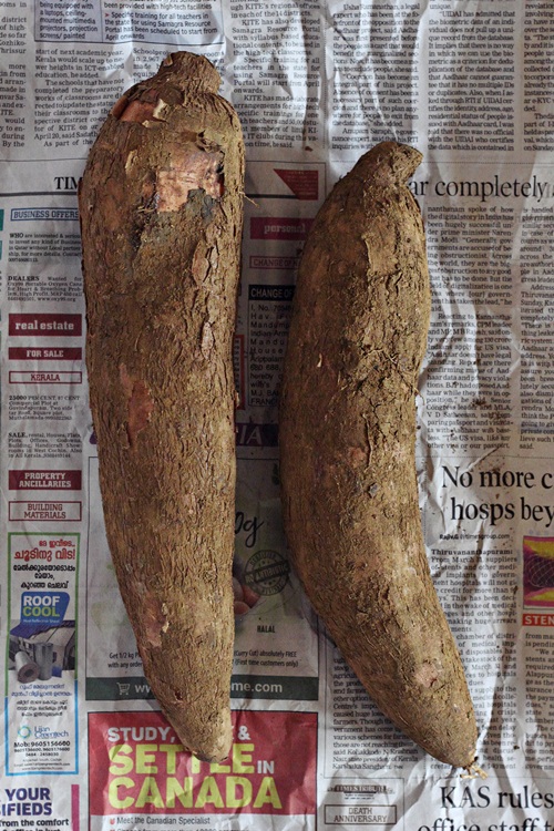 Tapioca Roots